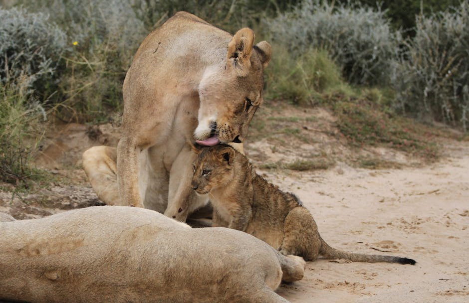 Image related to honeymoon-safaris-in-kenya