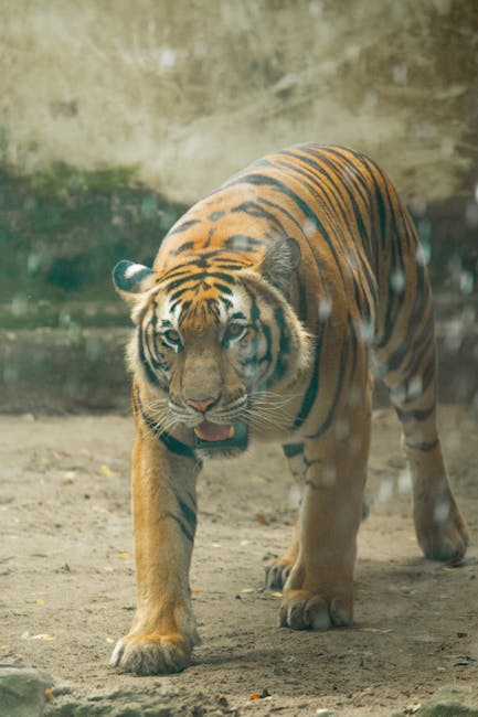 Image related to safari-packing-tips