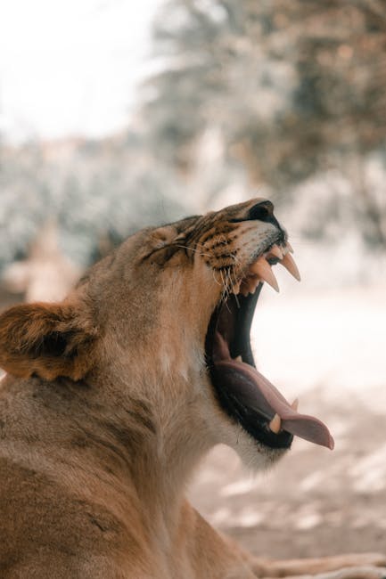 Image related to safari-packing-tips