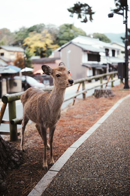 Image related to nairobi-city-tours