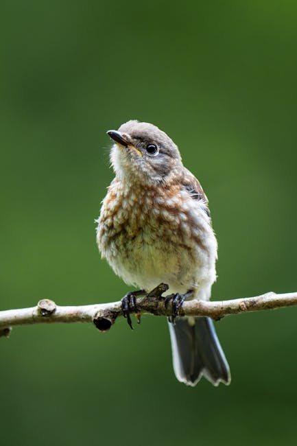 Image related to bird-watching-tours
