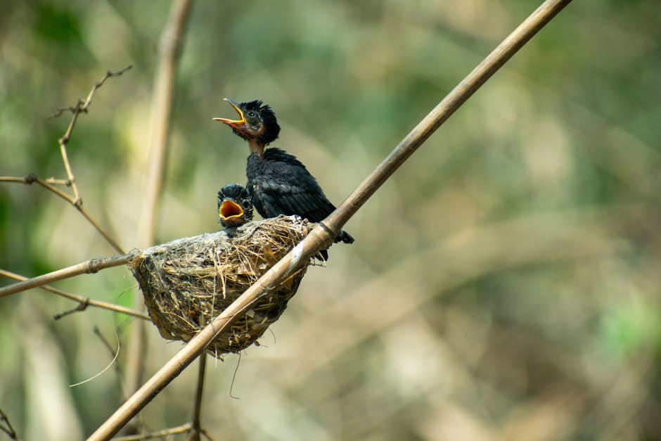 Image related to bird-watching-tours