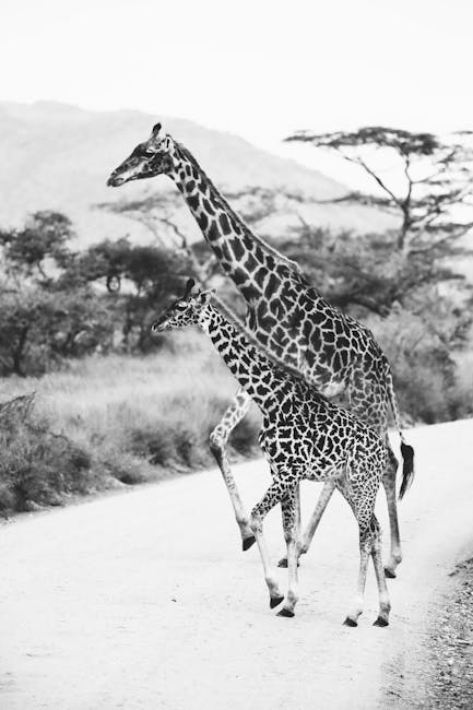 Image related to photography-safaris