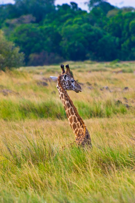 Image related to honeymoon-safaris-in-kenya