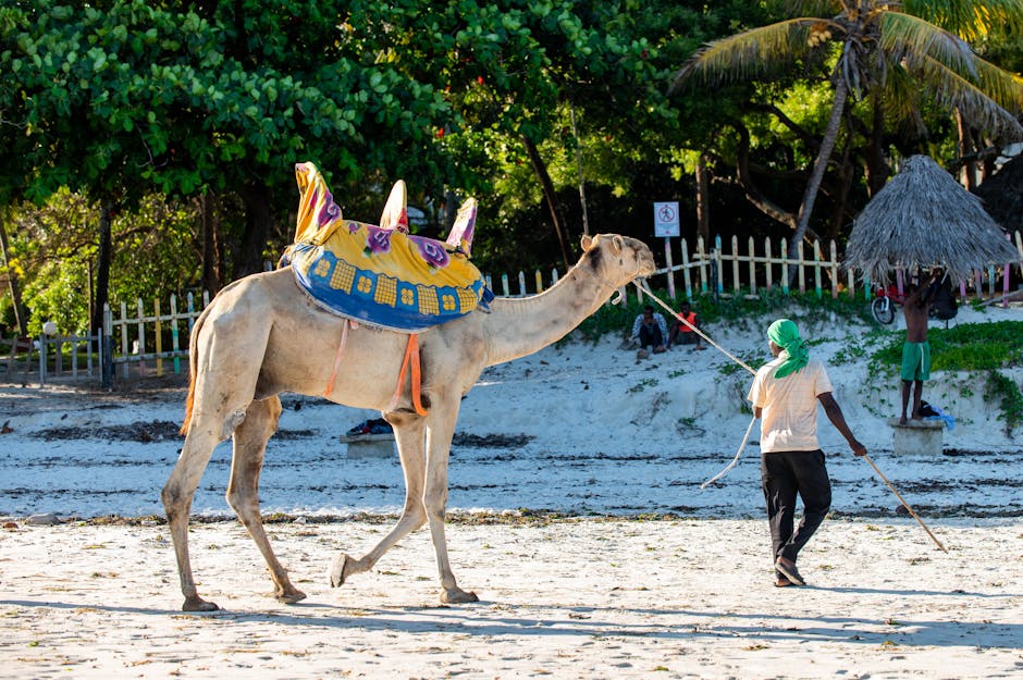 Image related to marine-safaris-in-kenya