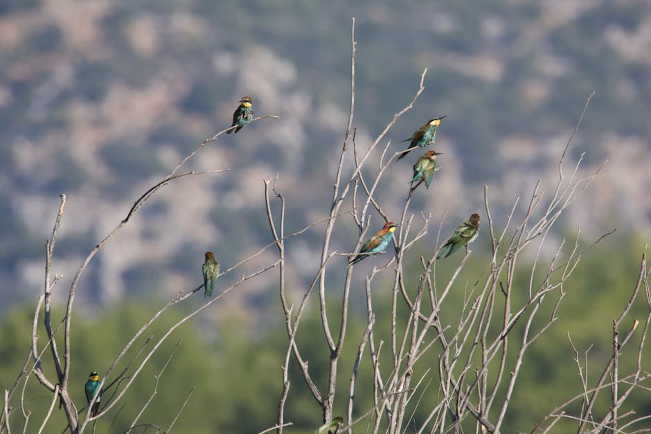 Image related to bird-watching-tours