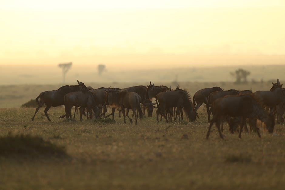 Image related to kenyan-wildlife-safaris
